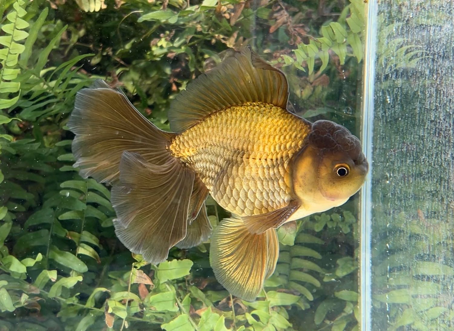 Bronze Rosetail Oranda (M, 6”) - Free Shipping