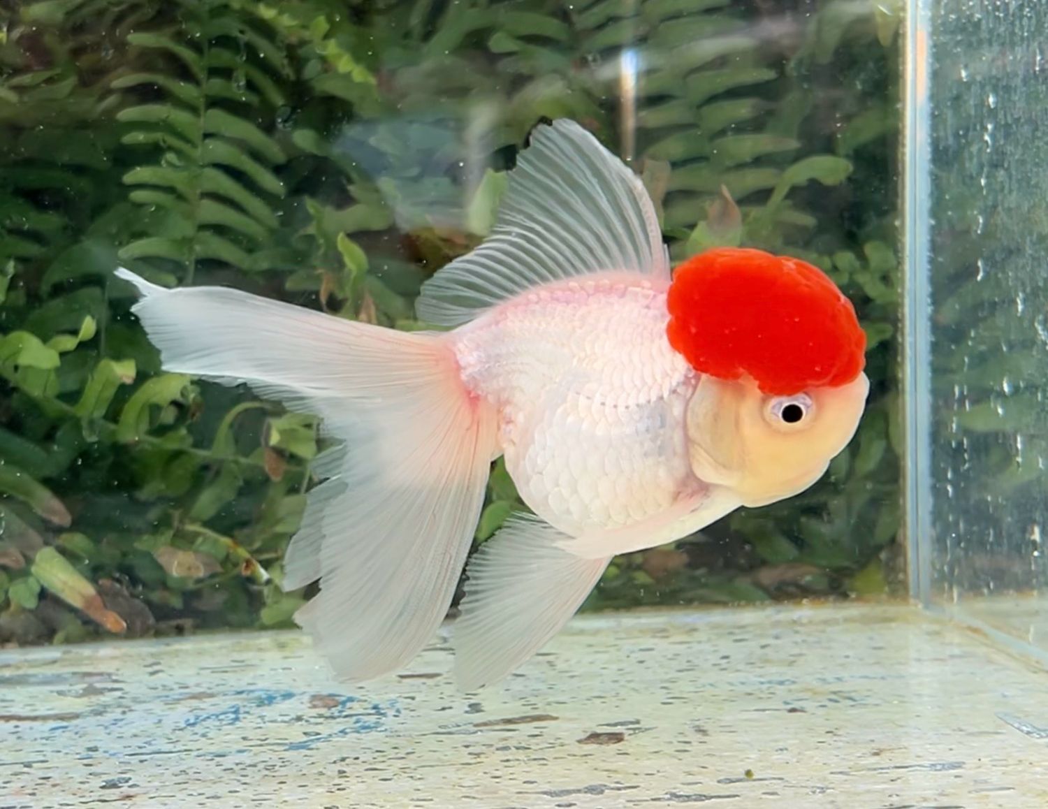 Tancho High Head Oranda (M, 5”) - Free Shipping