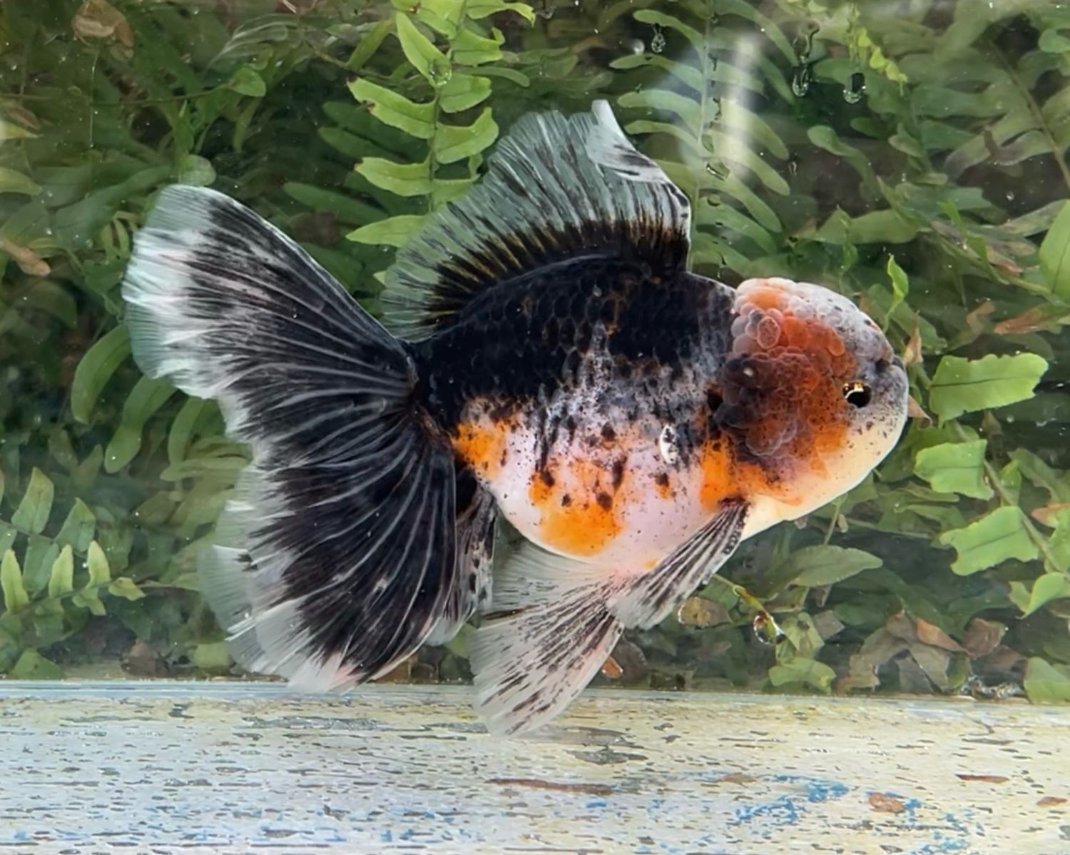 Calico Rosetail Oranda (M, 5.5”) - Free Shipping