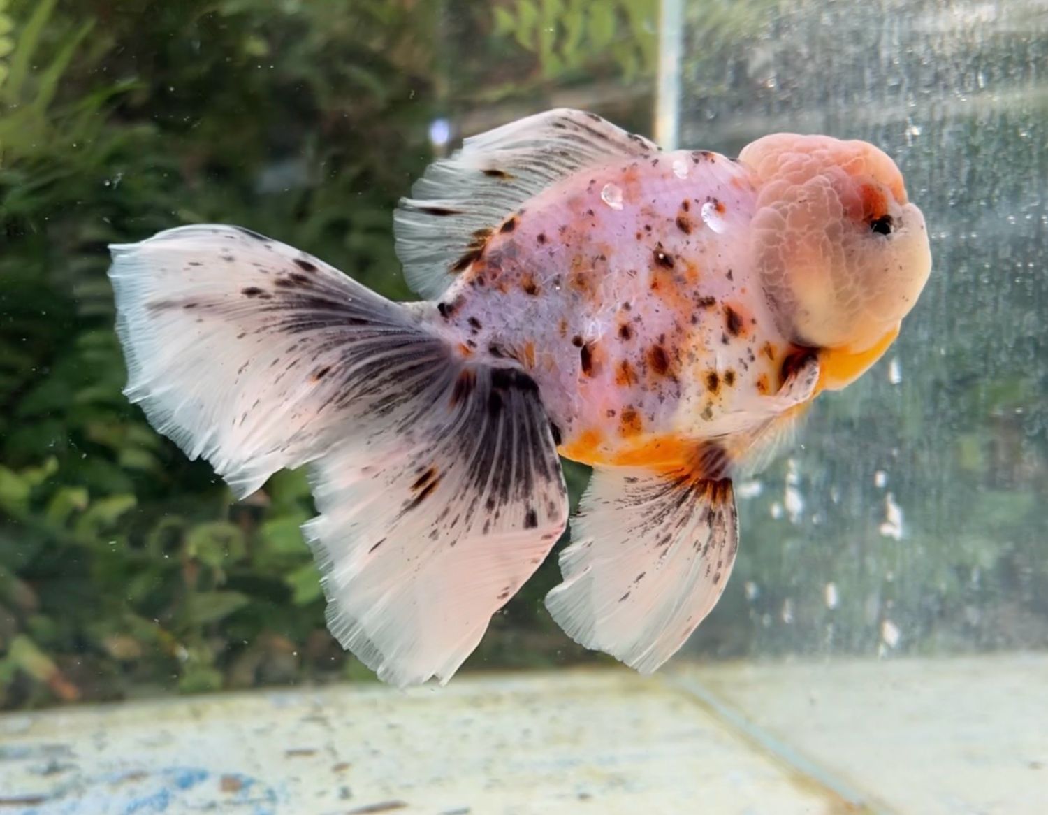 Calico Rosetail Oranda (M, 5.25”) - Free Shipping