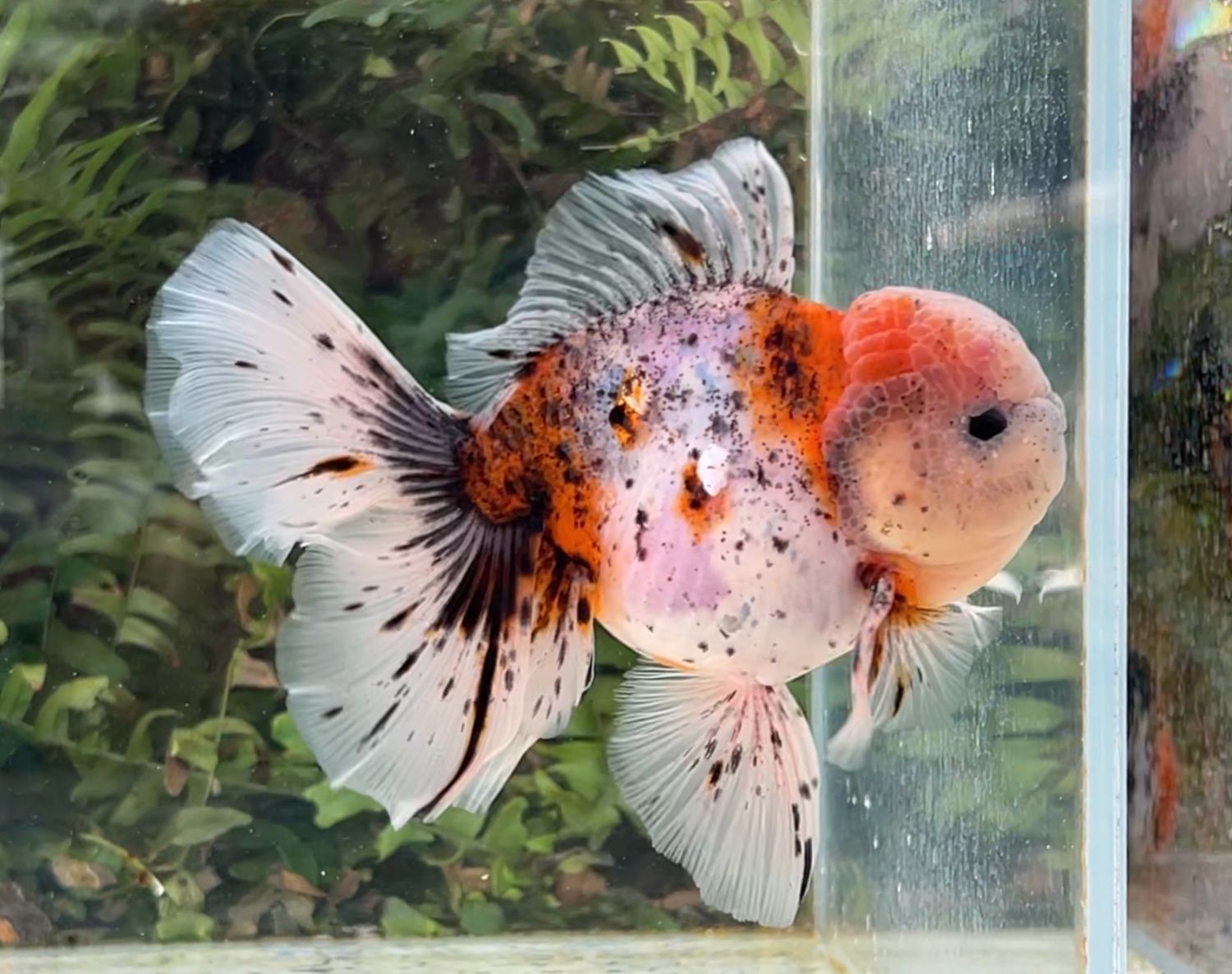 Calico Rosetail Oranda (M, 5.25”) - Free Shipping