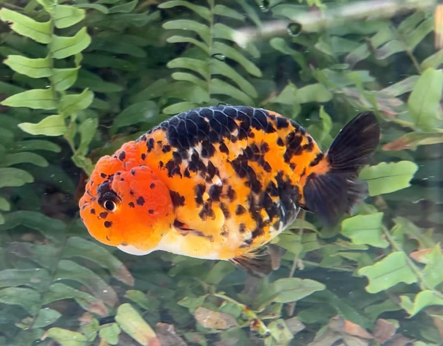 Calico Yuanbao Ranchu (F, 3.5”) - Free Shipping