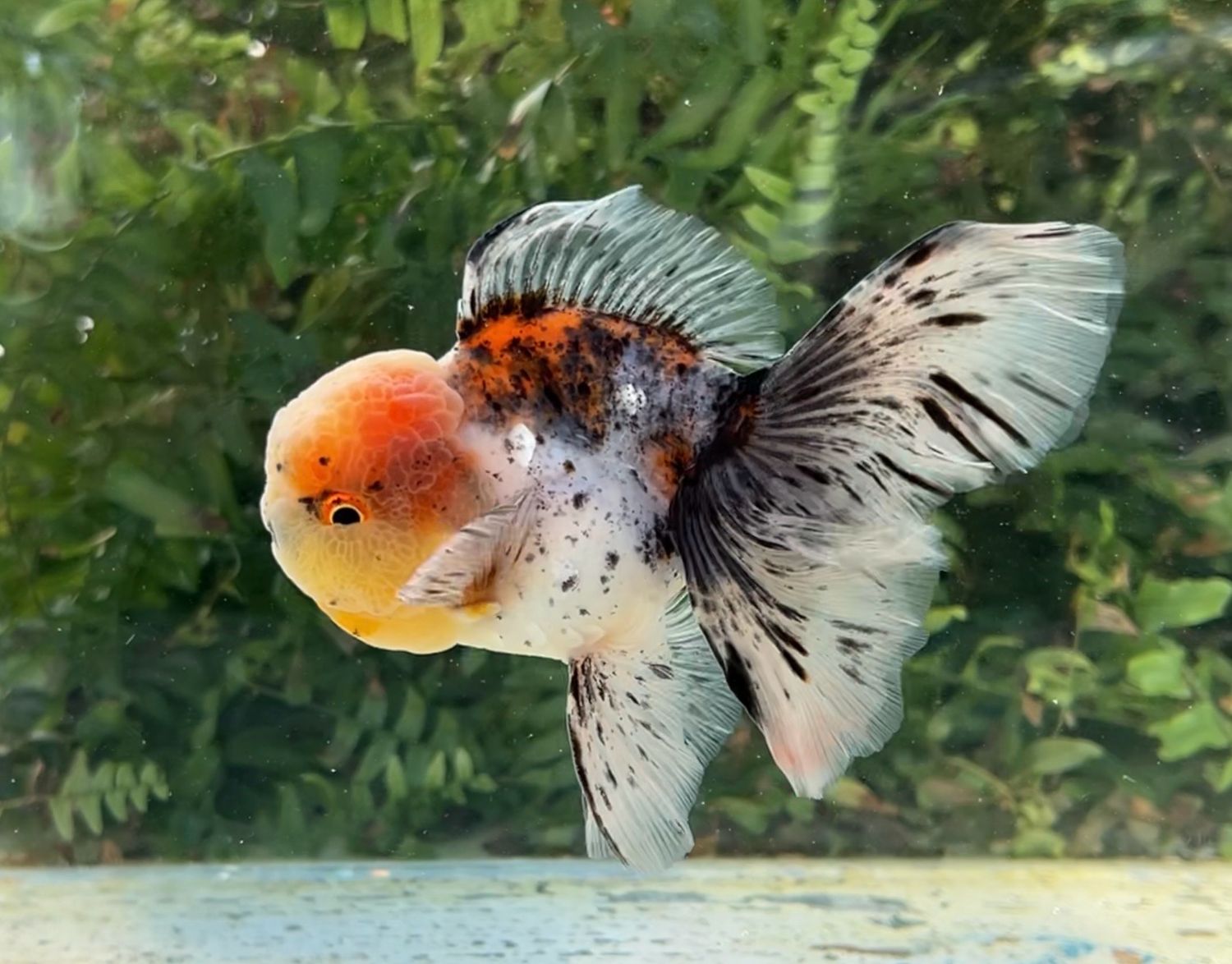 Calico Rosetail Oranda (M, 5”) - Free Shipping