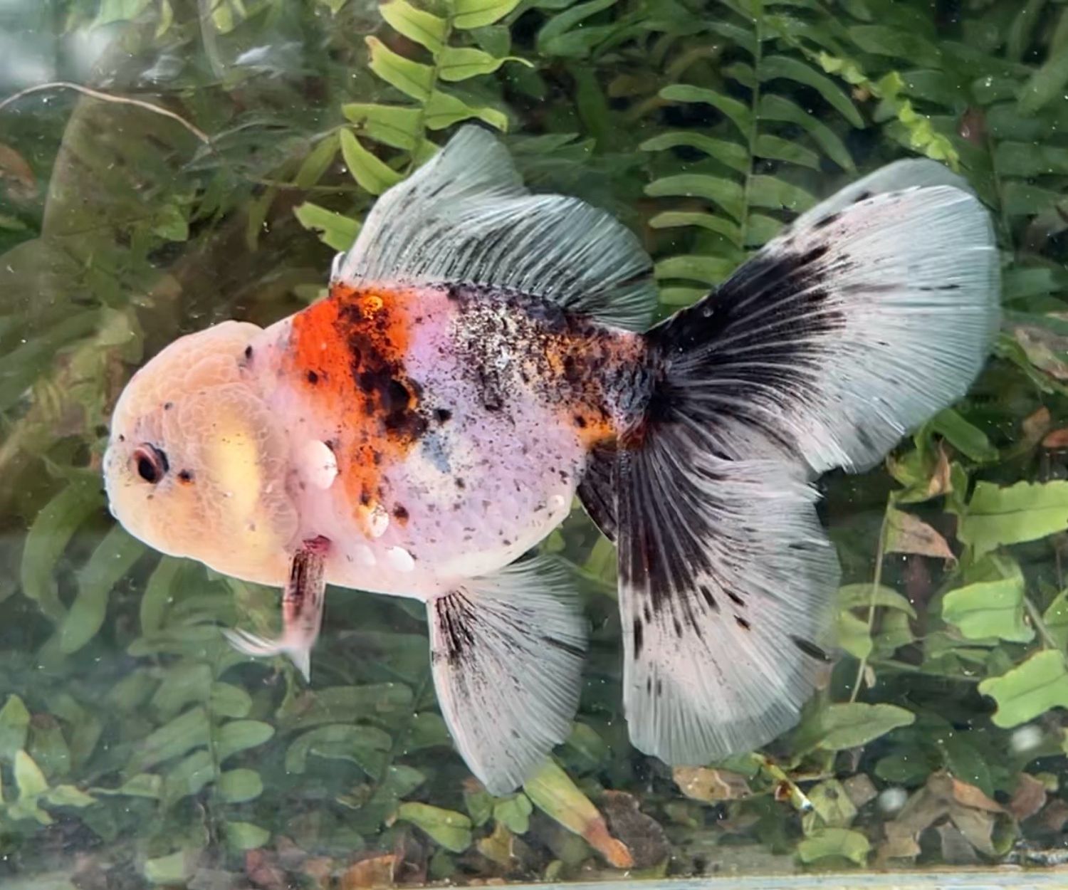 Calico Rosetail Oranda (M, 5.5”) - Free Shipping