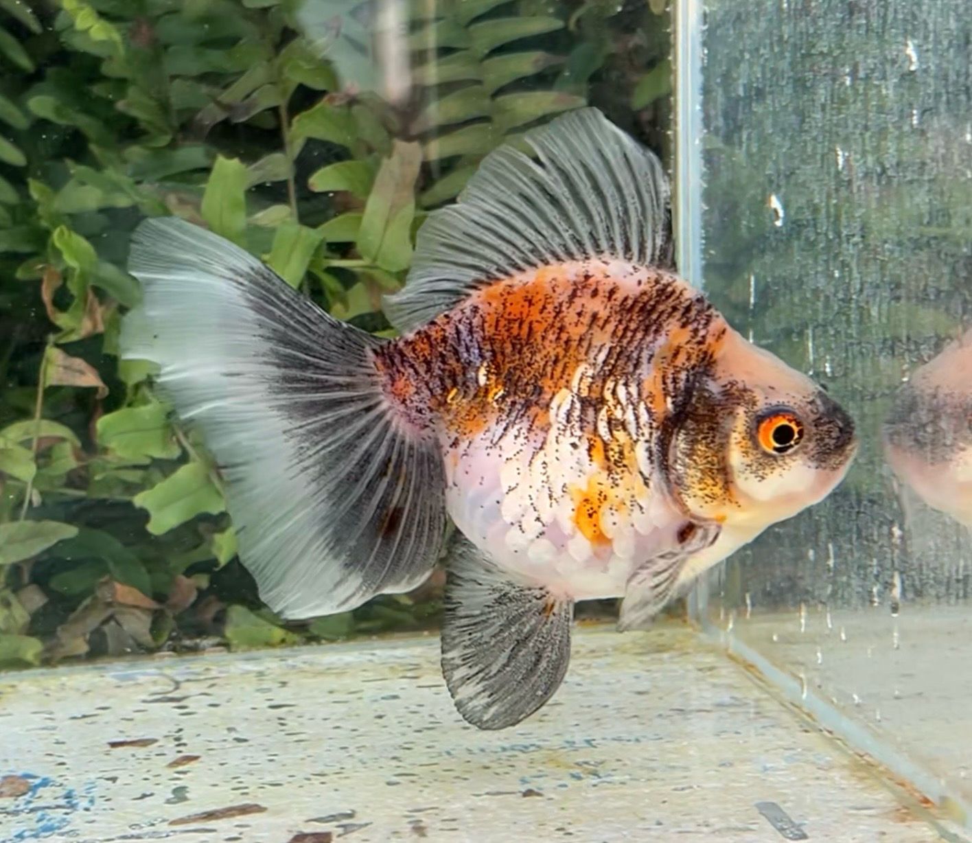 Silver Coin Calico Broadtail Ryukin (F, 4.75”) - Free Shipping