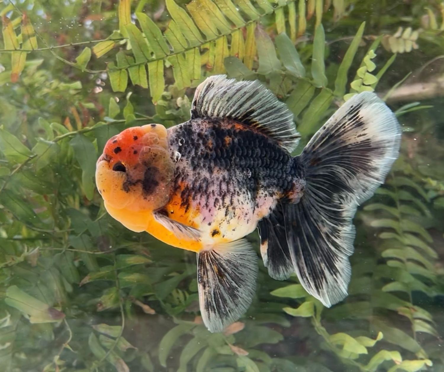 Calico Rosetail Oranda (M, 5”) - Free Shipping