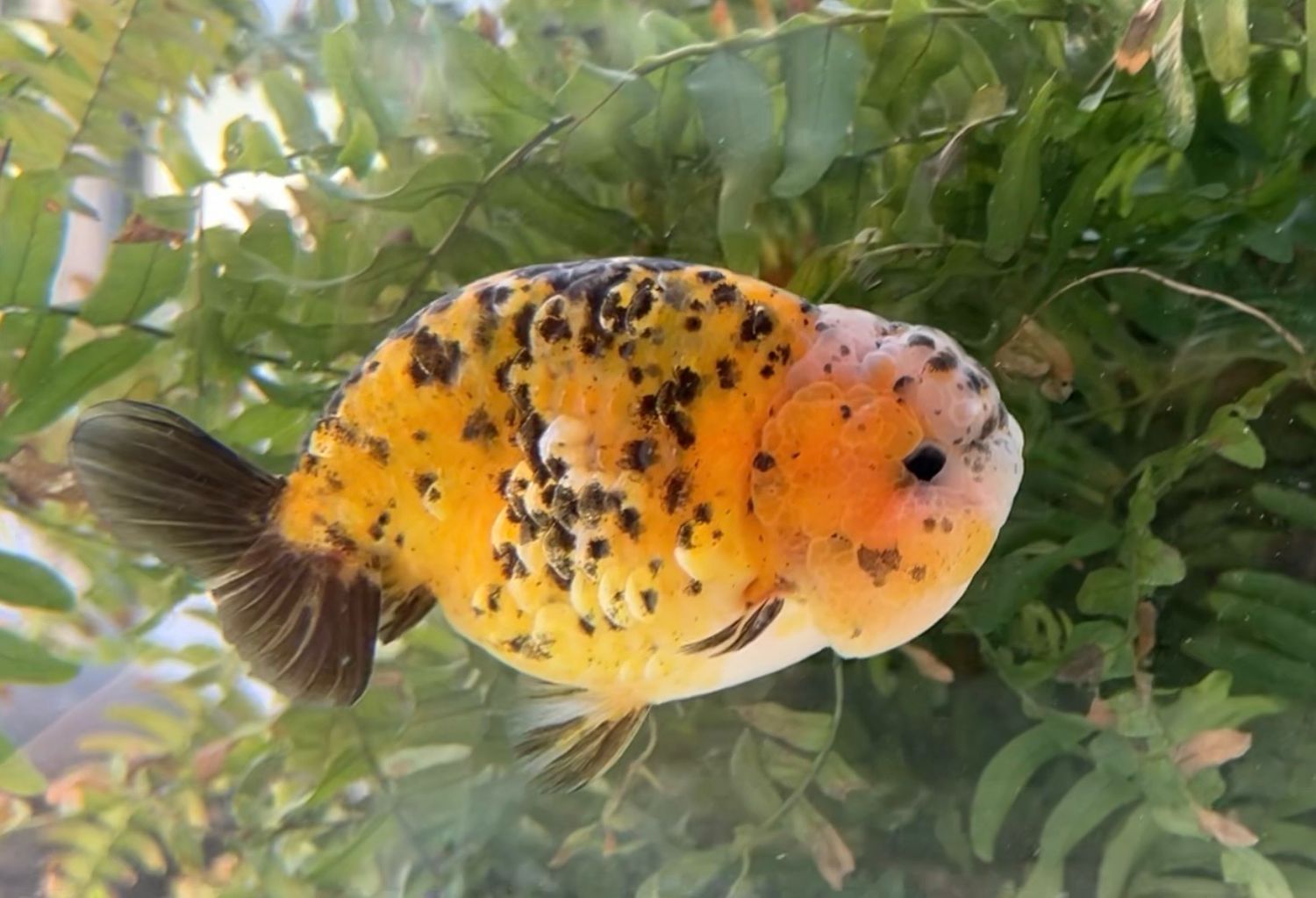 Gold Coin Tiger Yuanbao Ranchu (M, 4.5”) - Free Shipping