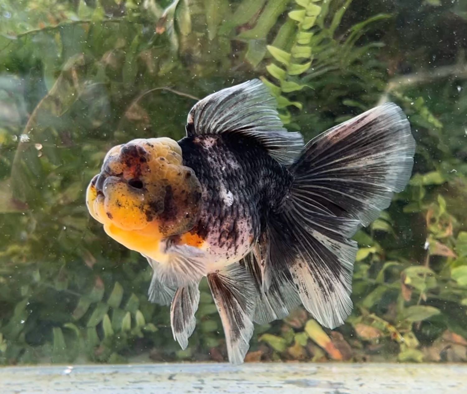 Chinese Water Colors Rosetail Oranda (M, 5”) - Free Shipping