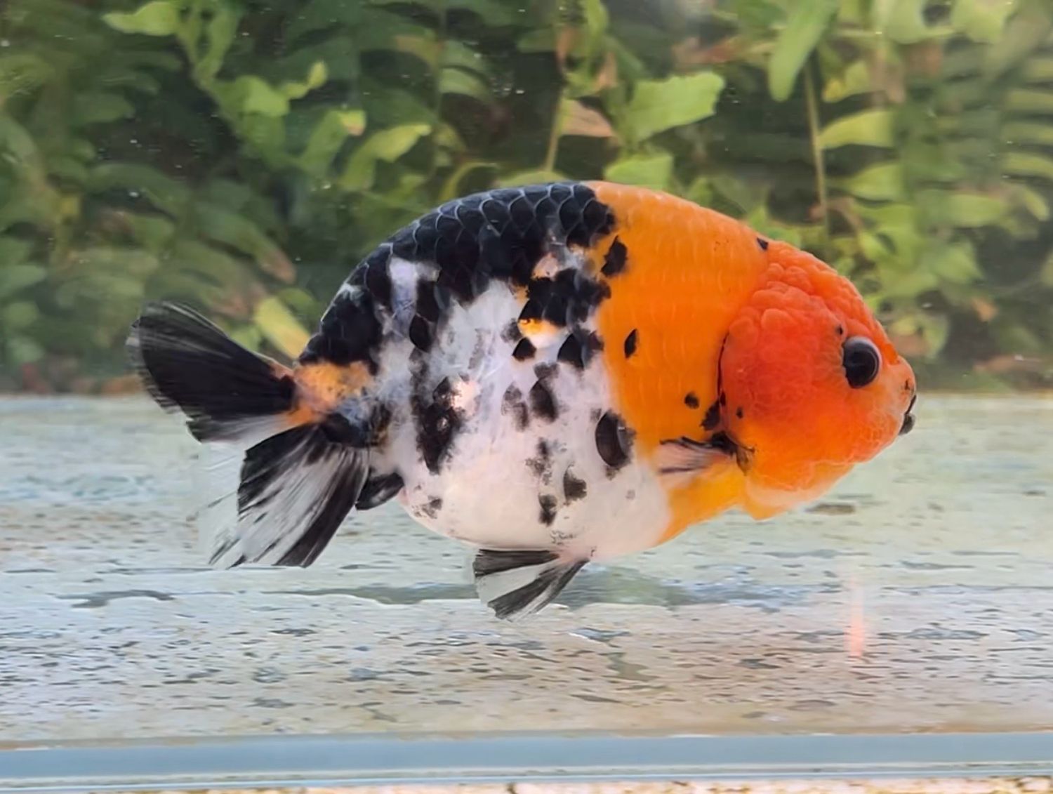 Calico Yuanbao Ranchu (F, 4.25”) - Free Shipping