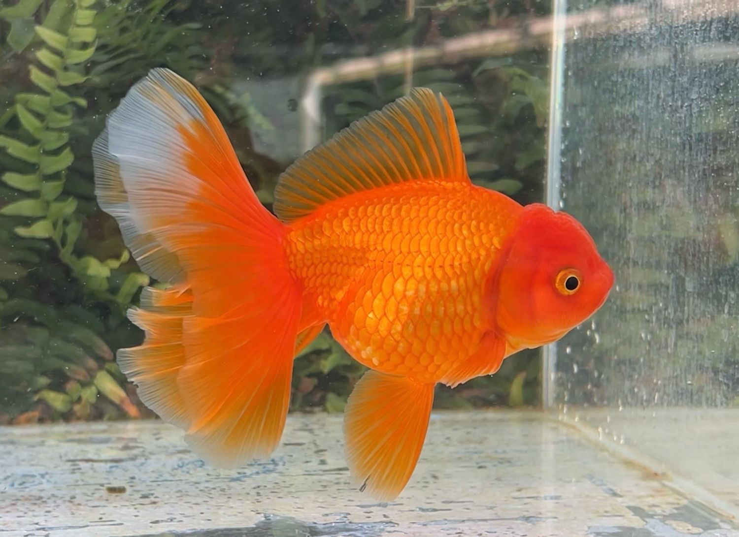 Red Peonytail Oranda (F, 6”) - Free Shipping