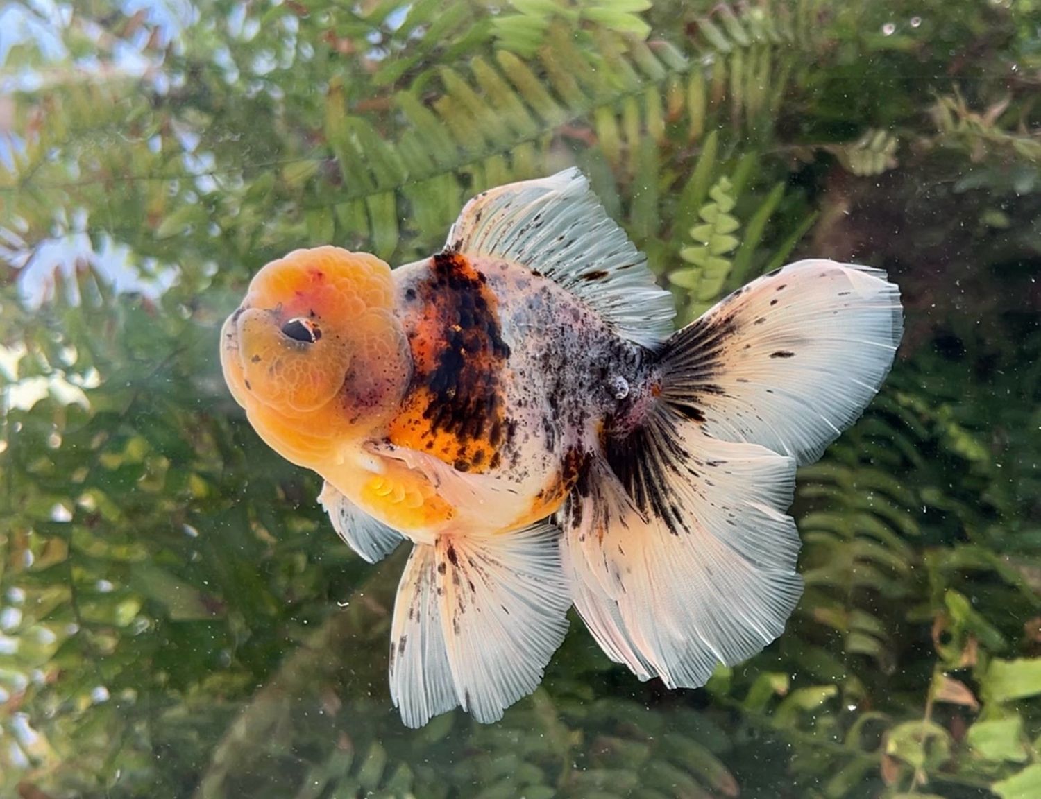 Calico Rosetail Oranda (M, 5”) - Free Shipping