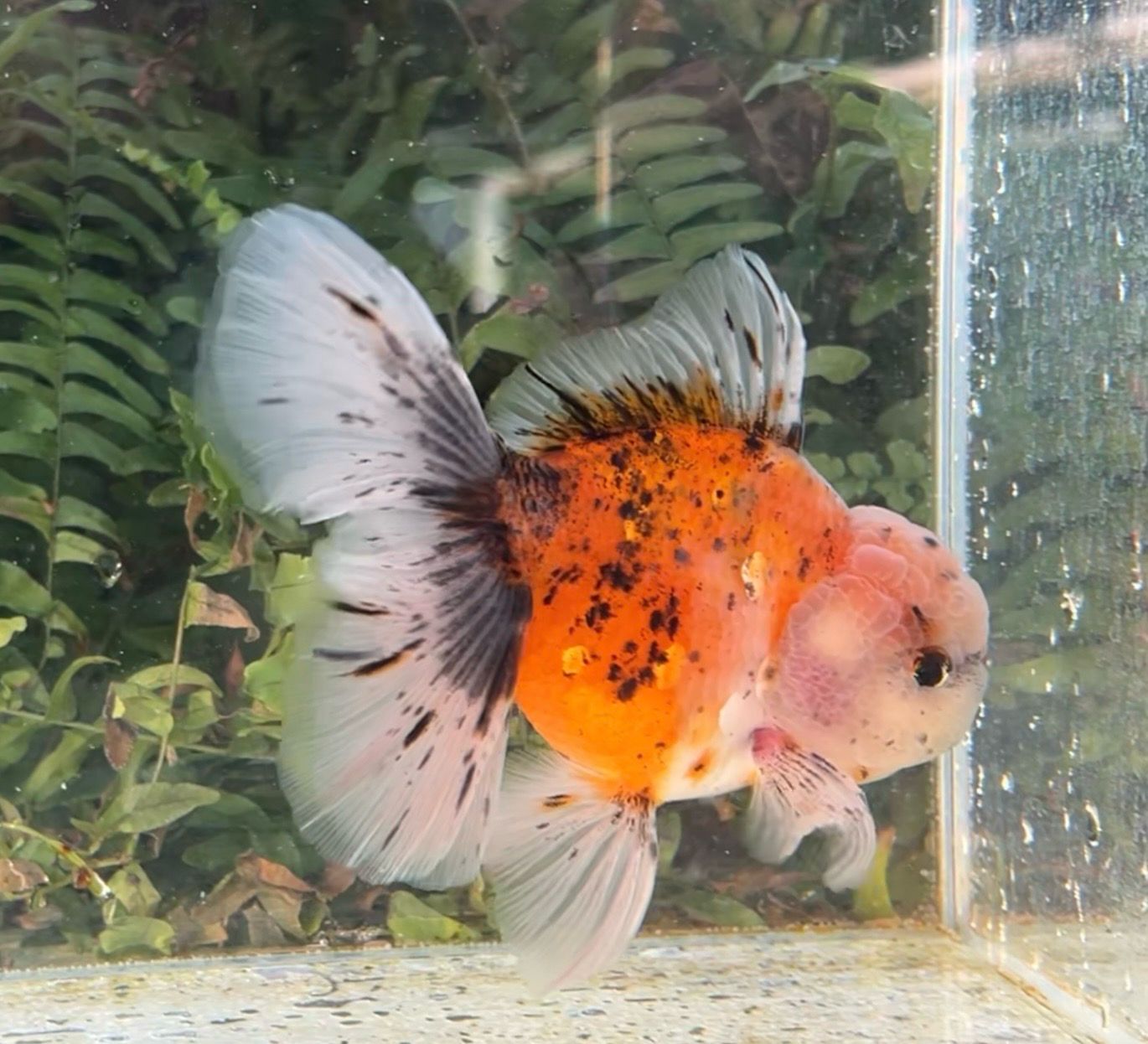 Calico Rosetail Oranda (M, 5.25”) - Free Shipping