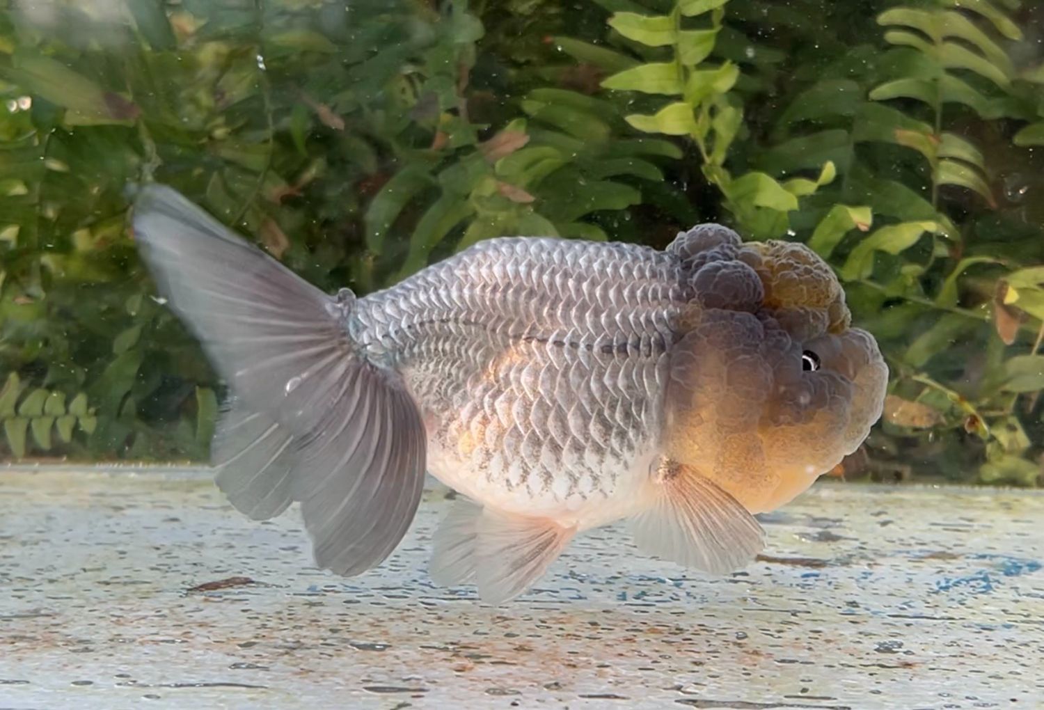 Blue Lionhead (F, 5”) - Free Shipping