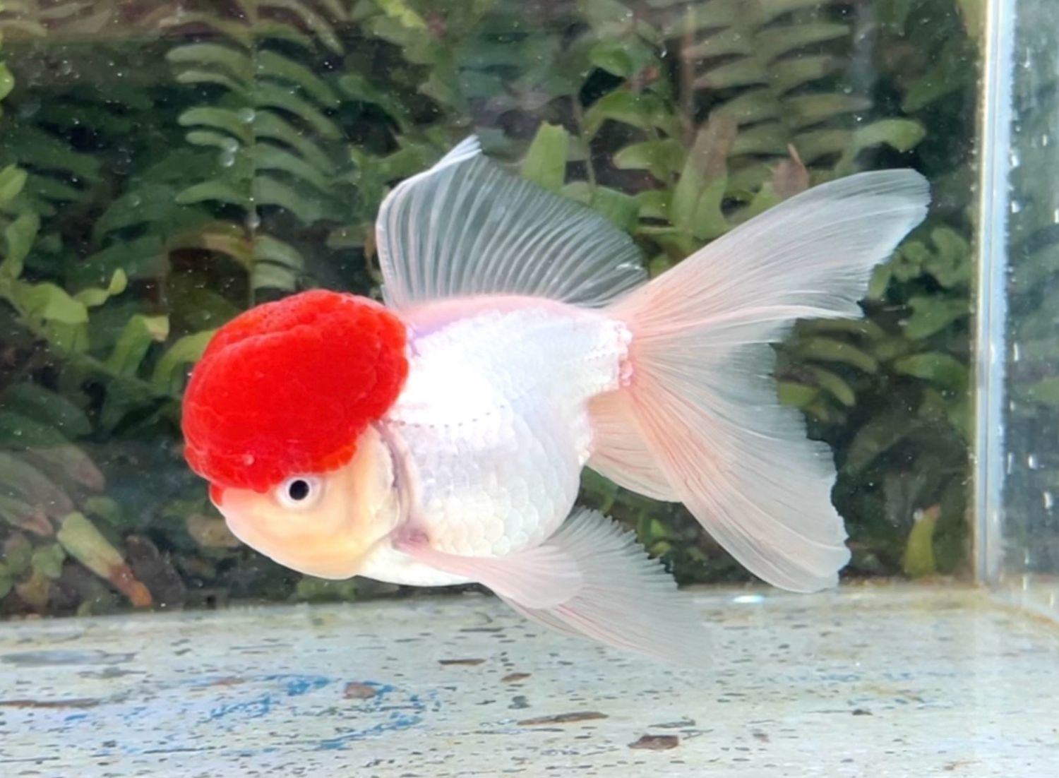 Tancho High Head Oranda (M, 5”) - Free Shipping
