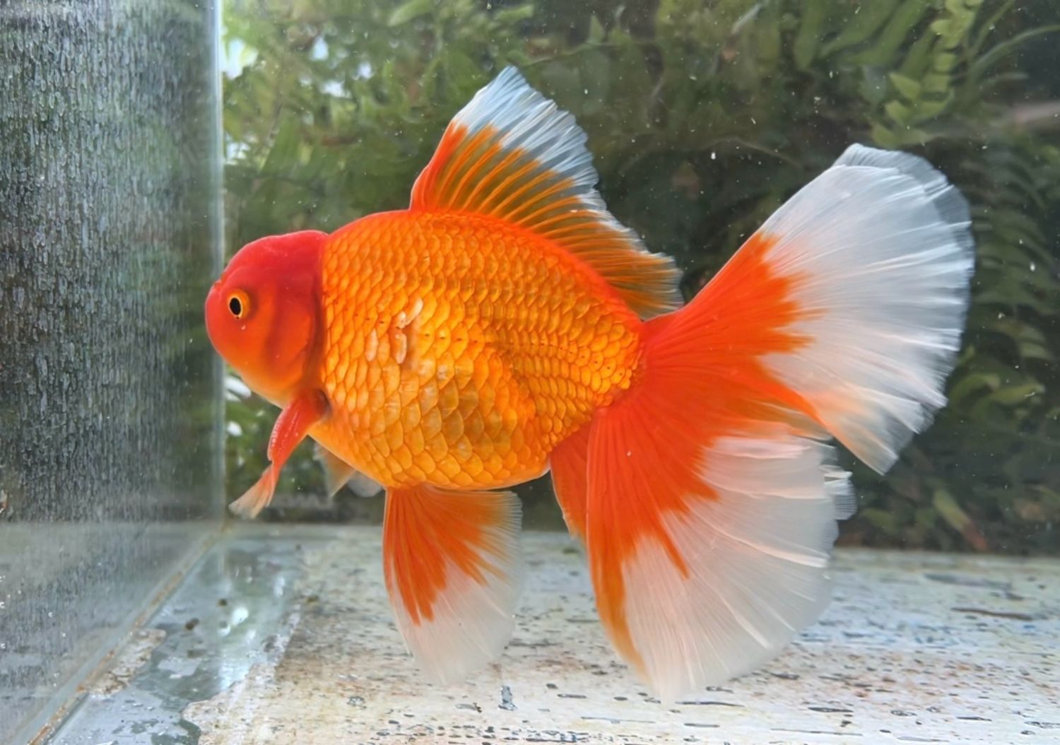 Red Peonytail Oranda (M, 7”) - Free Shipping