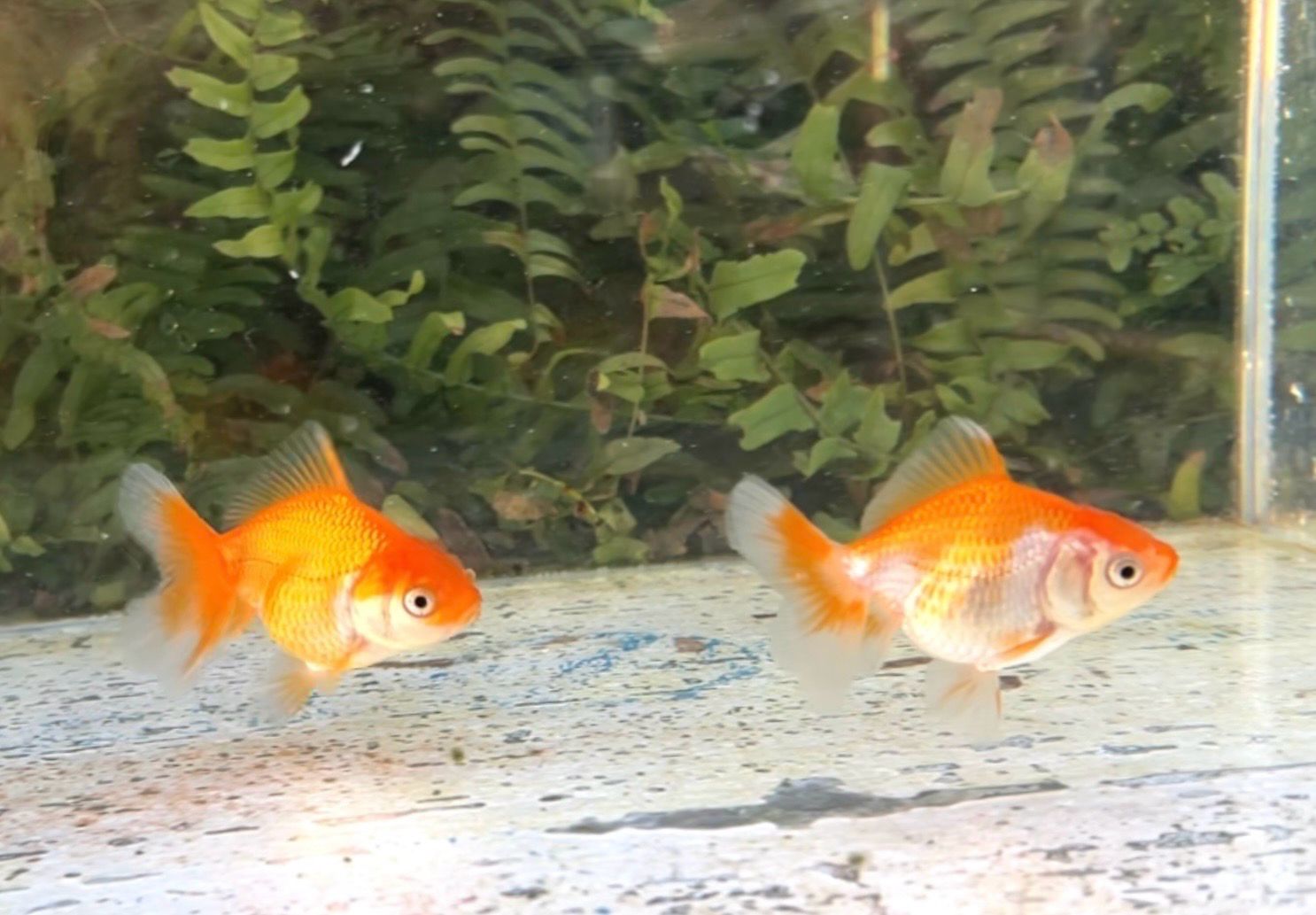 2 Pack Red And White Baby Peonytail Orandas (2.75”) - Free Shipping