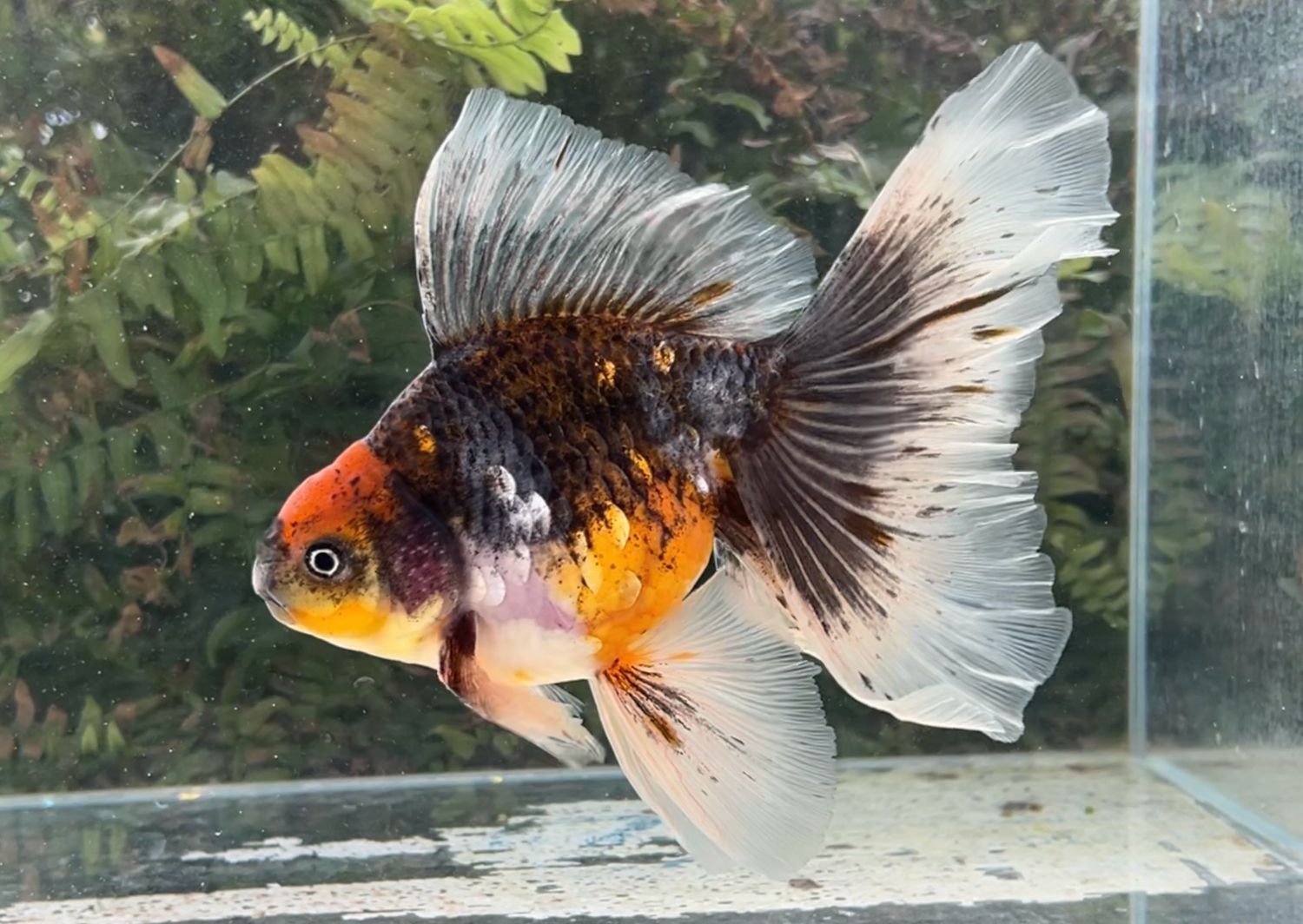 Tancho Kirin Veiltail (M, 7.5”) - Free Shipping