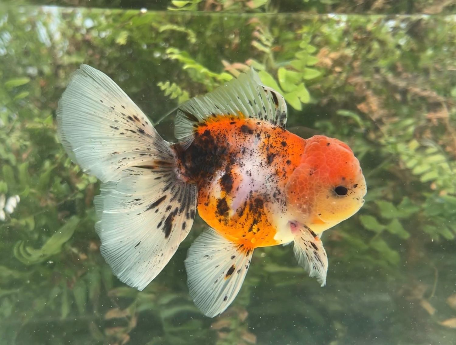 Calico Rosetail Oranda (M, 5”) - Free Shipping