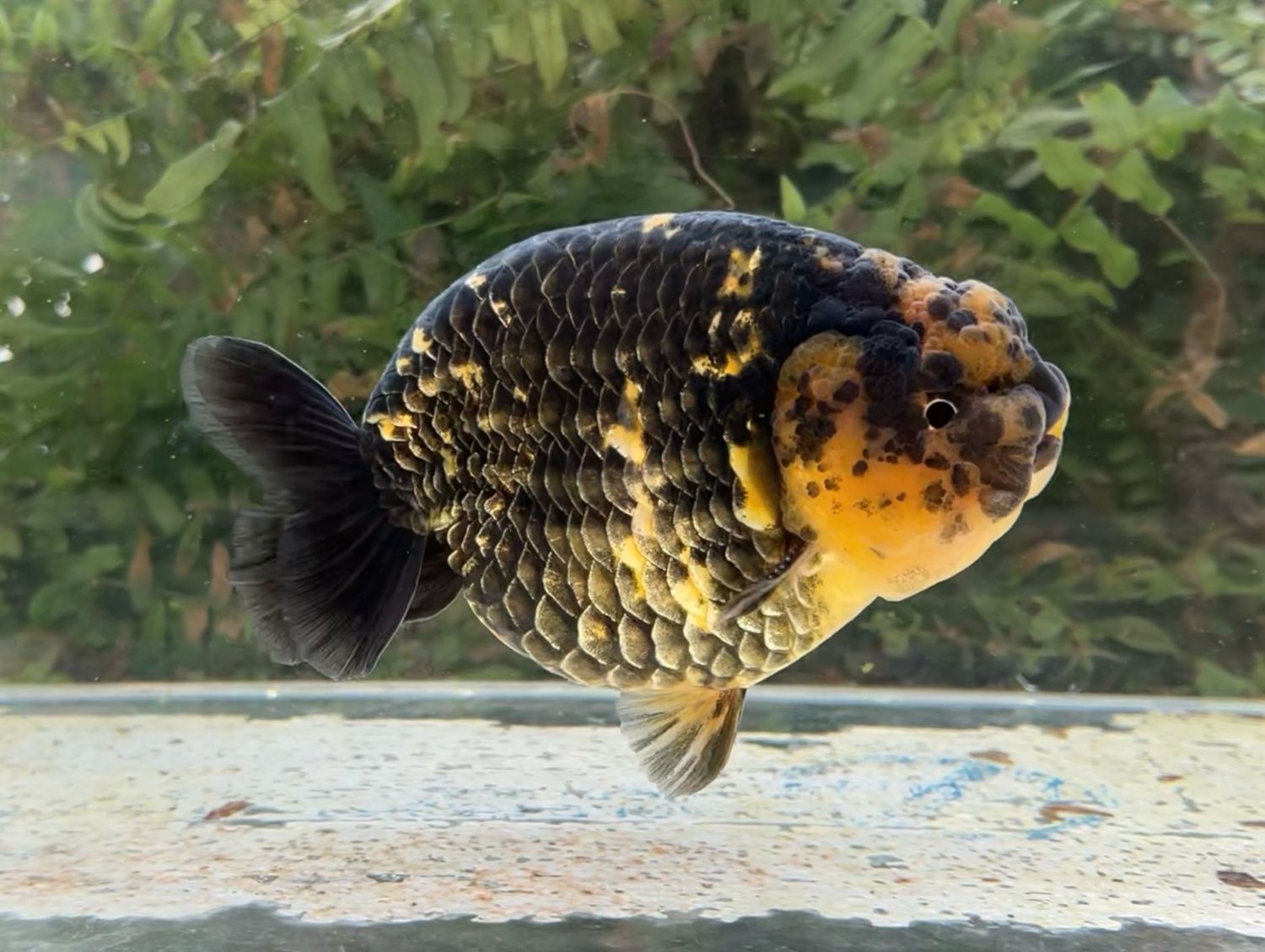 Tiger Yuanbao Ranchu (M, 5.5”) - Free Shipping