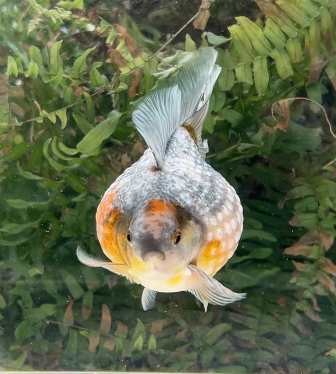 Calico Mousehead Pearlscale (M, 4.5”) - Free Shipping