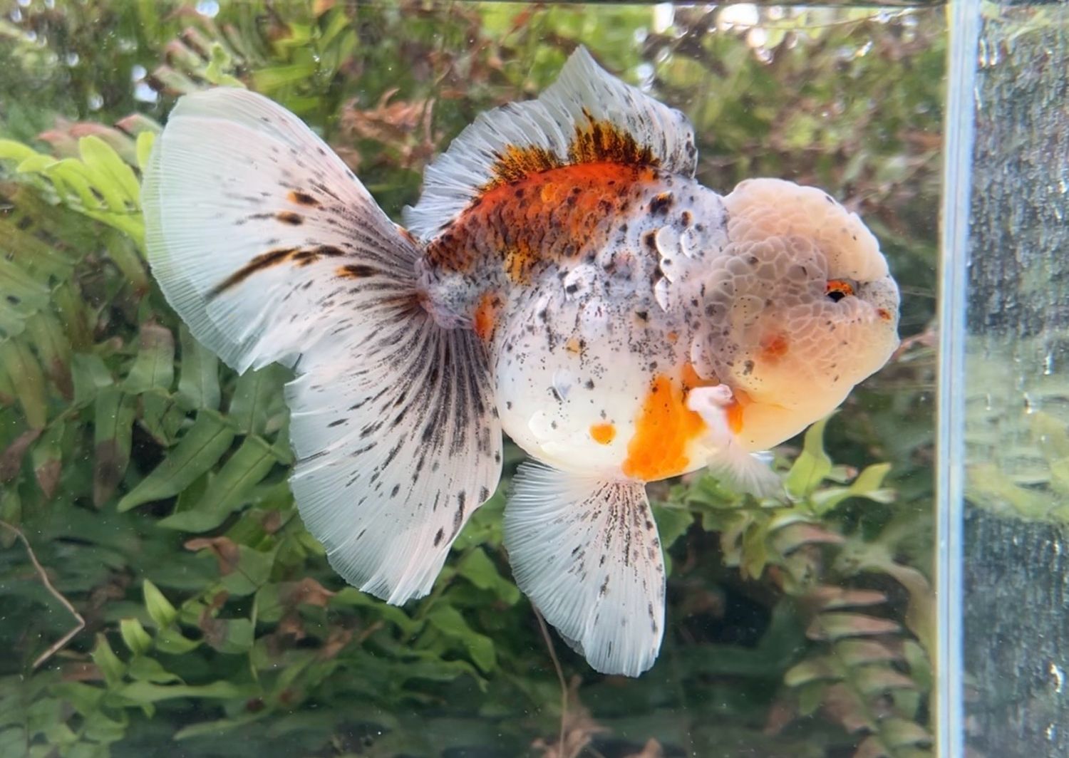 Calico Rosetail Oranda (M, 5.25”) - Free Shipping