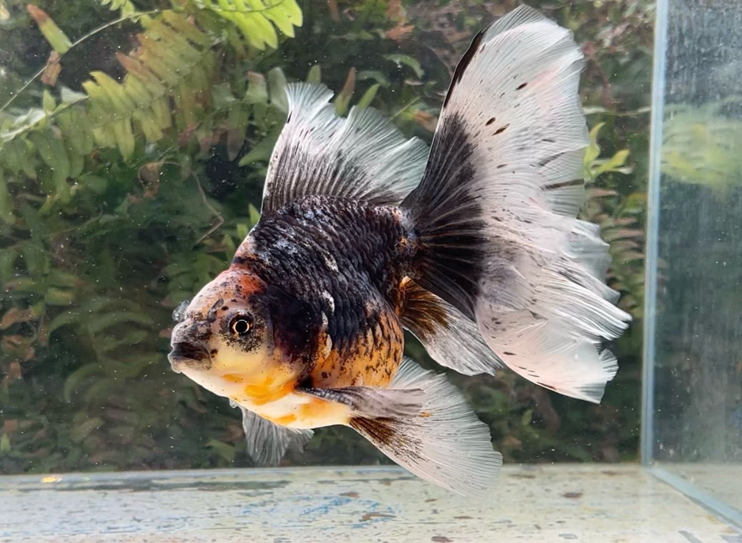 Kirin Veiltail (M, 6.75”) - Free Shipping