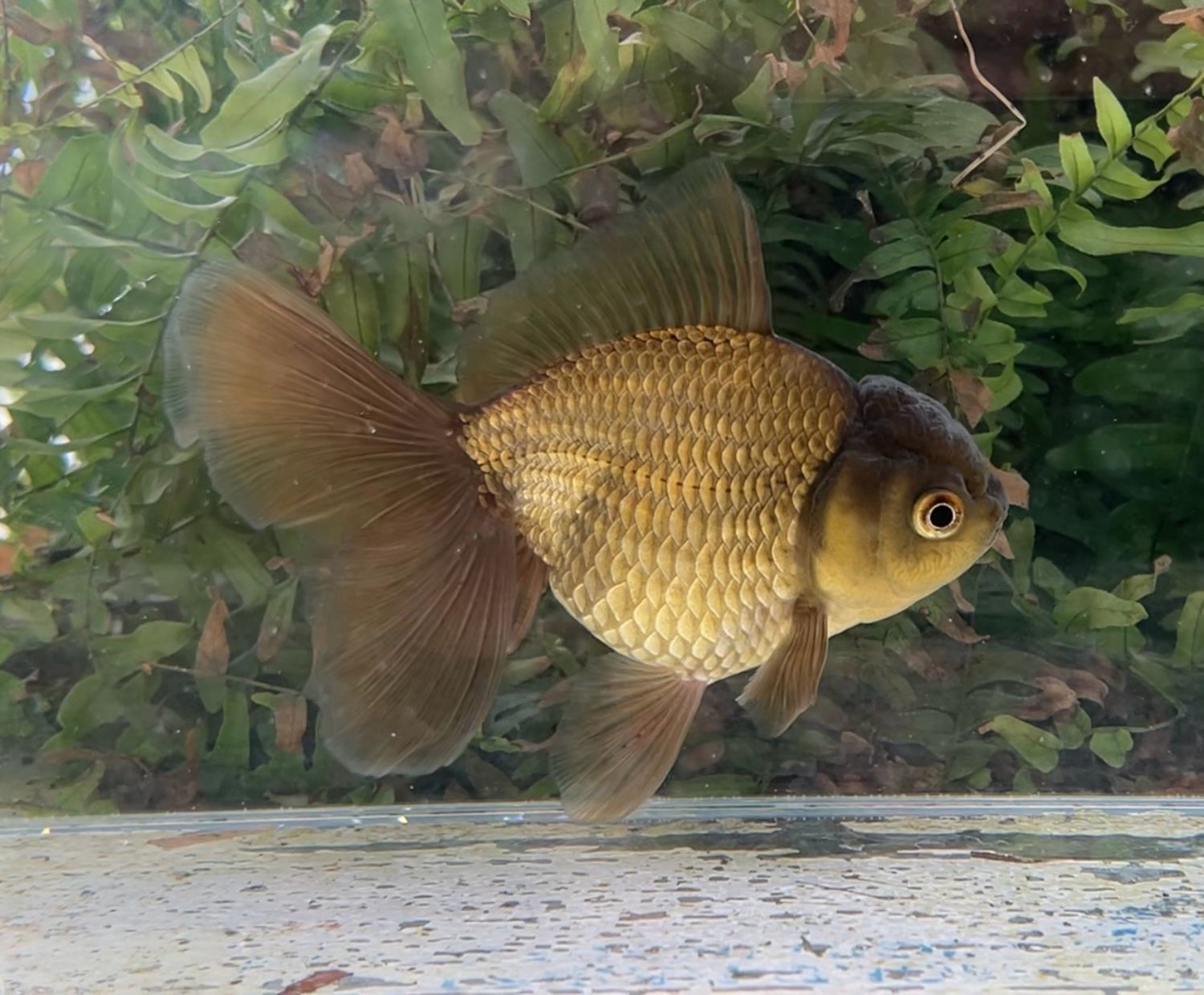 Bronze Rosetail Oranda (F, 5.5”) - Free Shipping