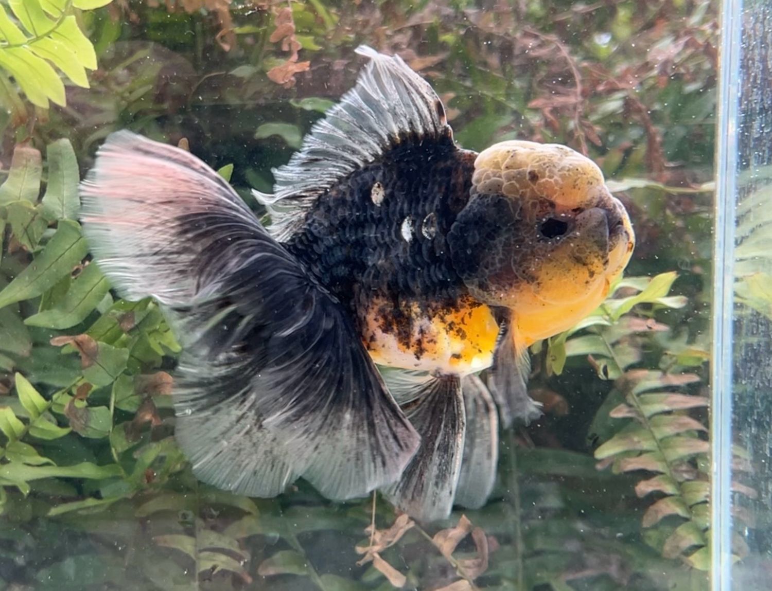 Black Kirin Rosetail Oranda (M, 5.5”) - Free Shipping