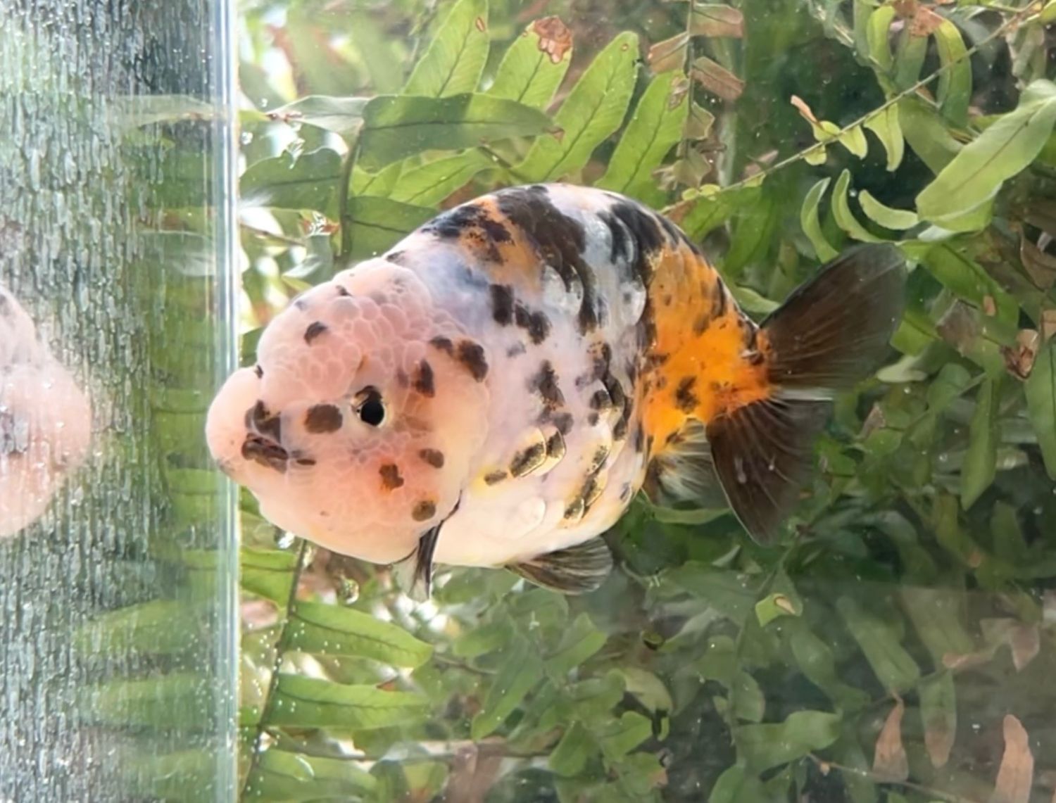 Calico Yuanbao Ranchu (M, 4.5”) - Free Shipping