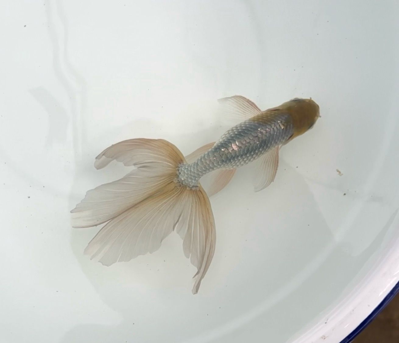 Blue Egg Phoenix (M, 5.75”) - Free Shipping