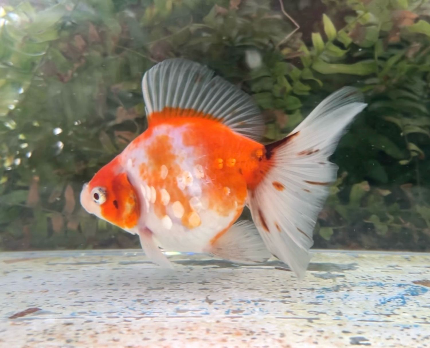 Gold And Silver Coin Orange Creamsicle Broadtail Ryukin (F, 5”) - Free Shipping