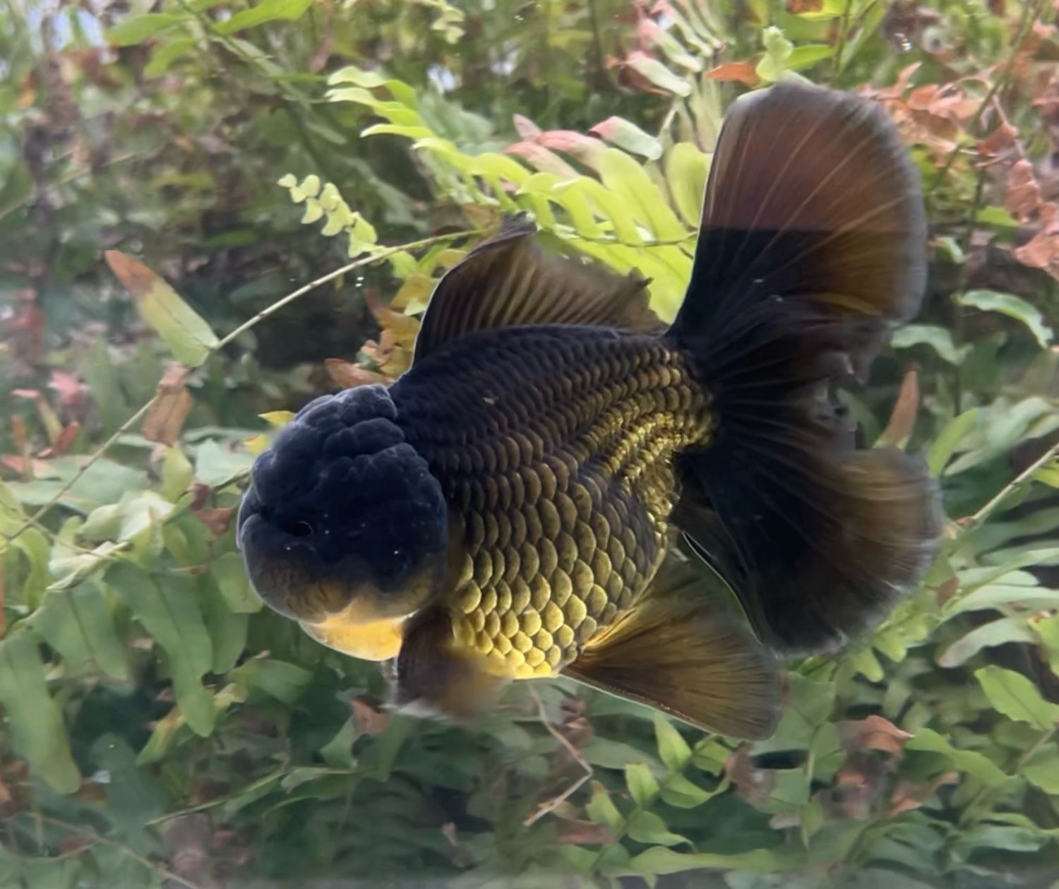 Black Rosetail Oranda (M, 5”) - Free Shipping