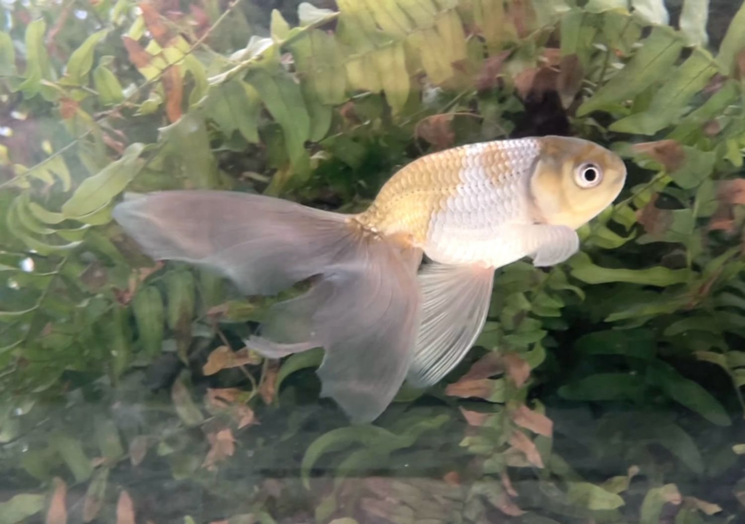Blue Egg Phoenix (F, 5.5”) - Free Shipping