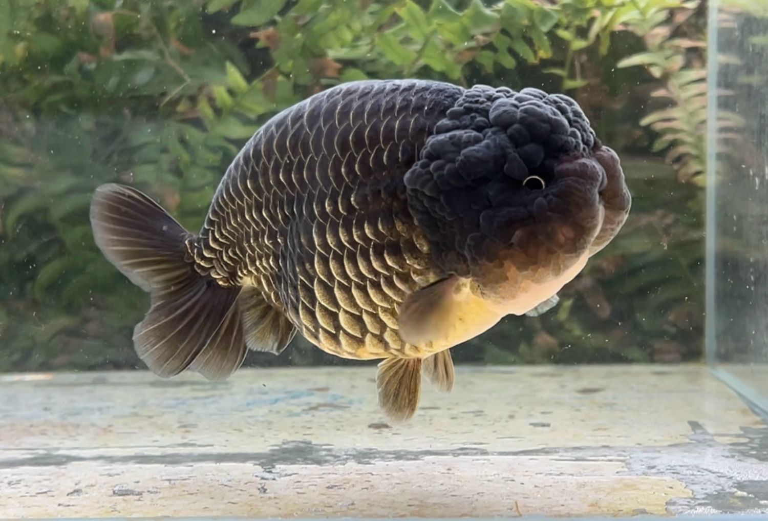Black Yuanbao Ranchu (M, 5.25”) - Free Shipping