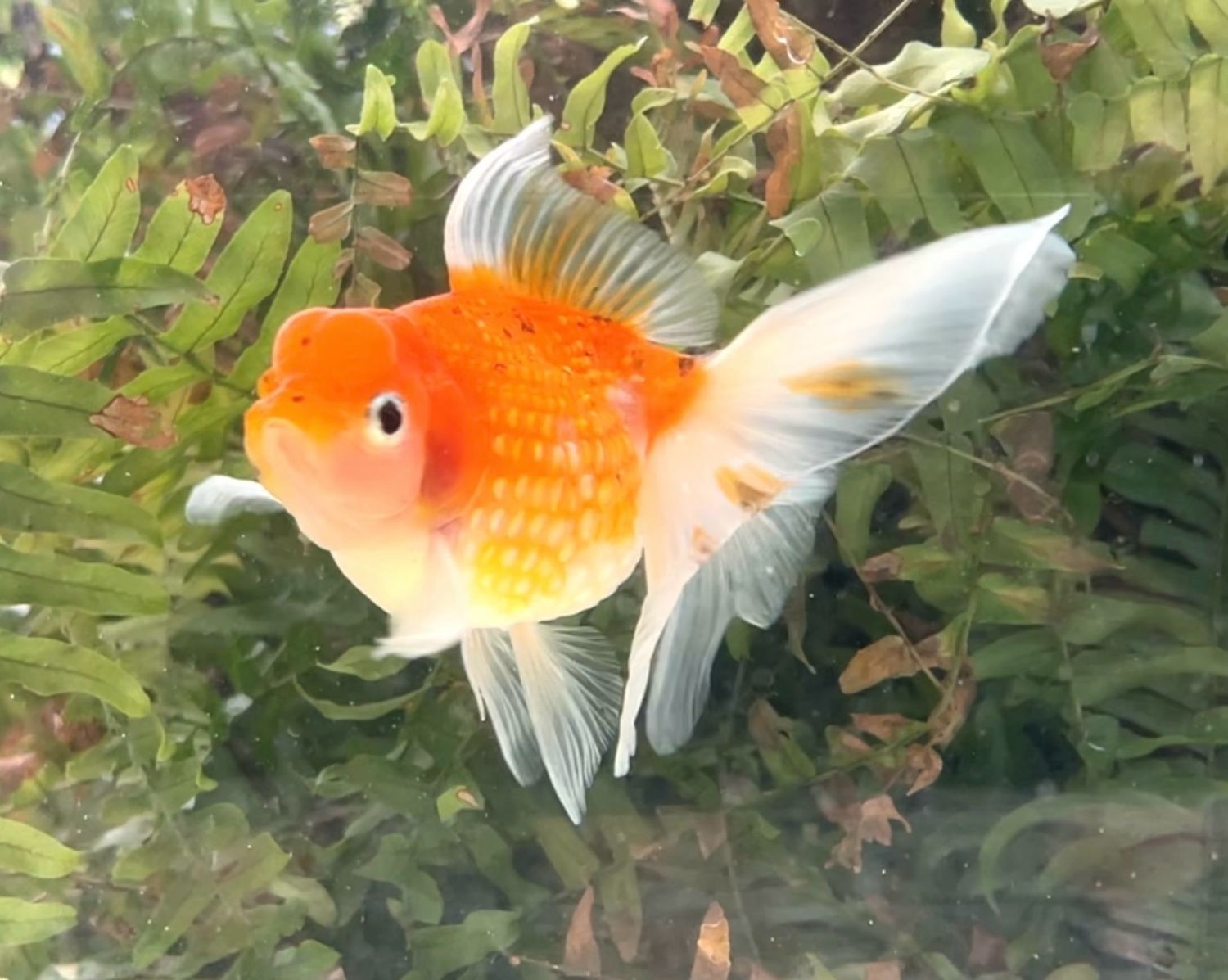 Calico Crown Pearlscale (F, 5”) - Free Shipping