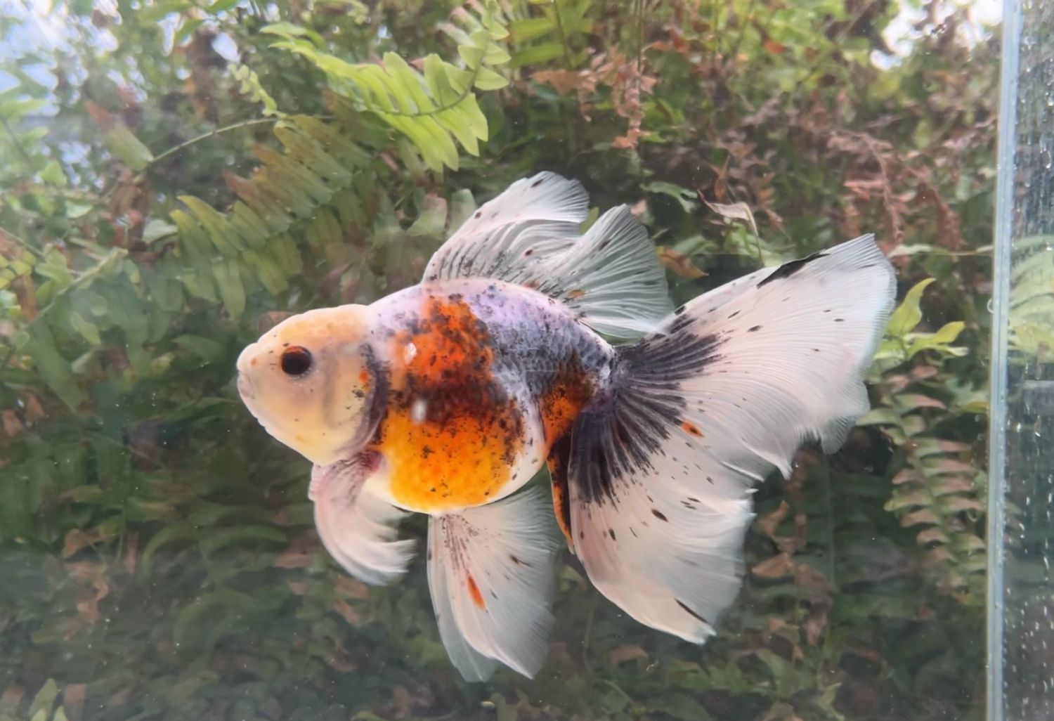 Calico High Head Veiltail (M, 6.5”) - Free Shipping