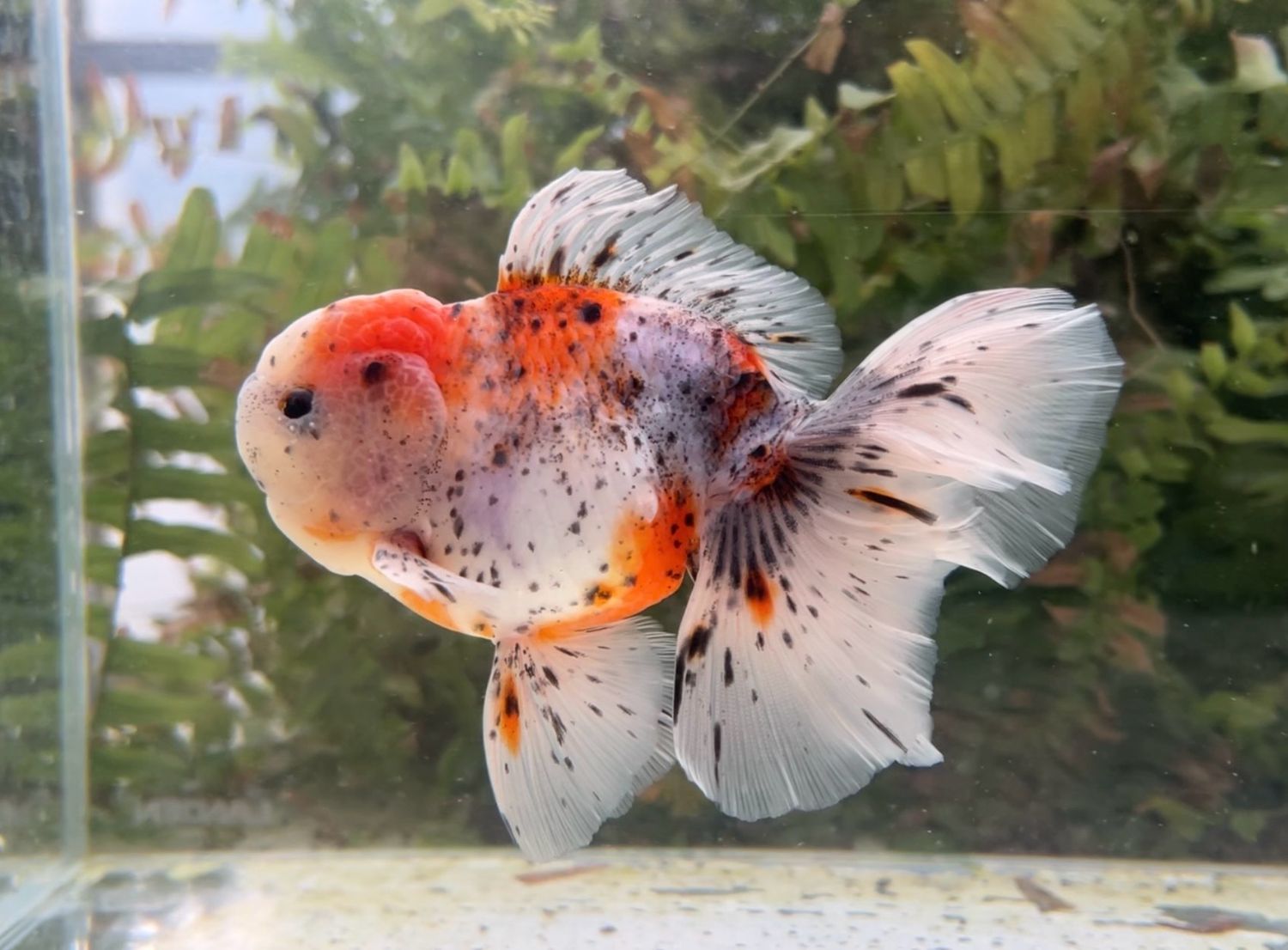 Calico Rosetail Oranda (M, 5”) - Free Shipping