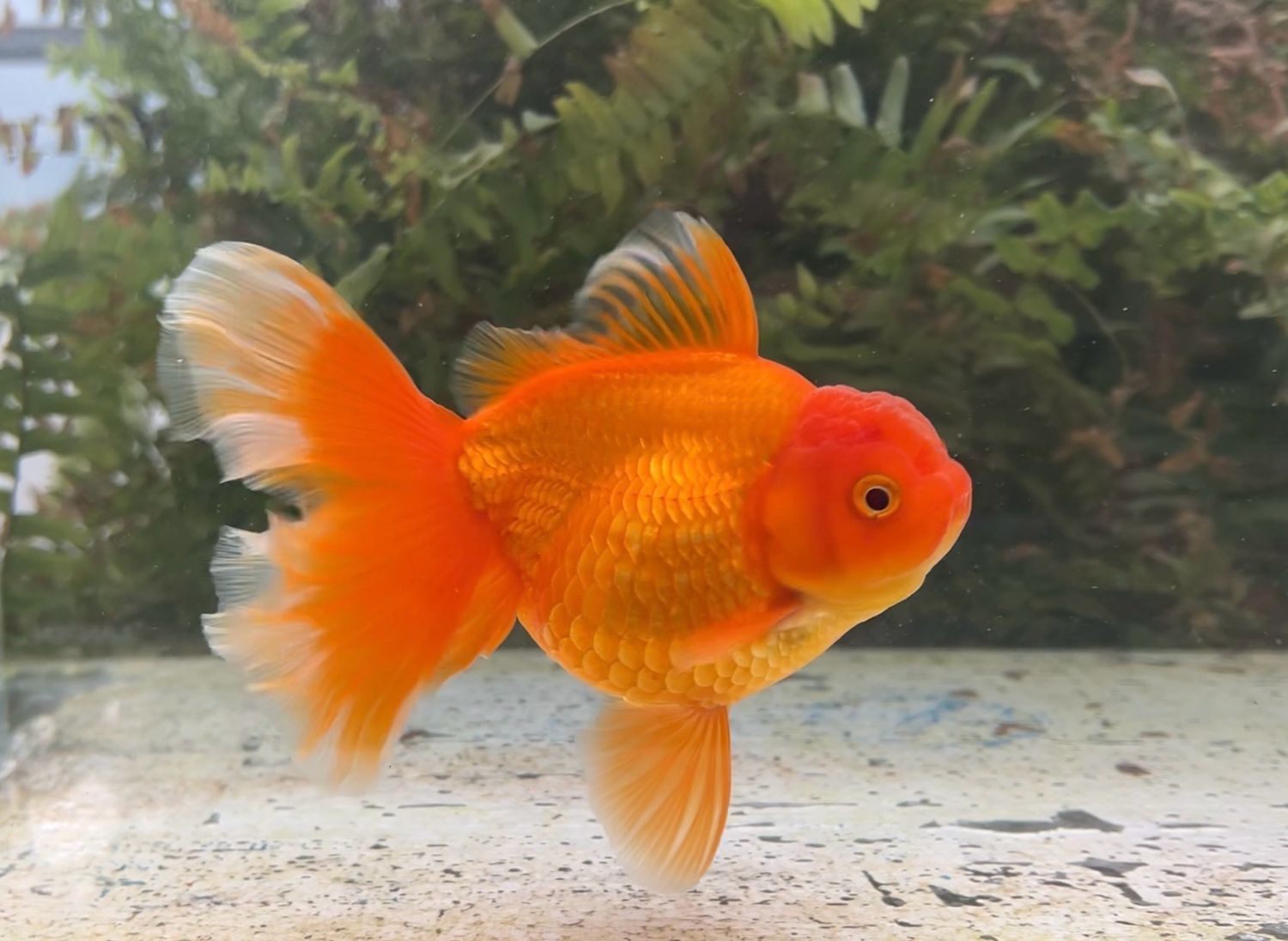 Red Peonytail Oranda (F, 6”) - Free Shipping