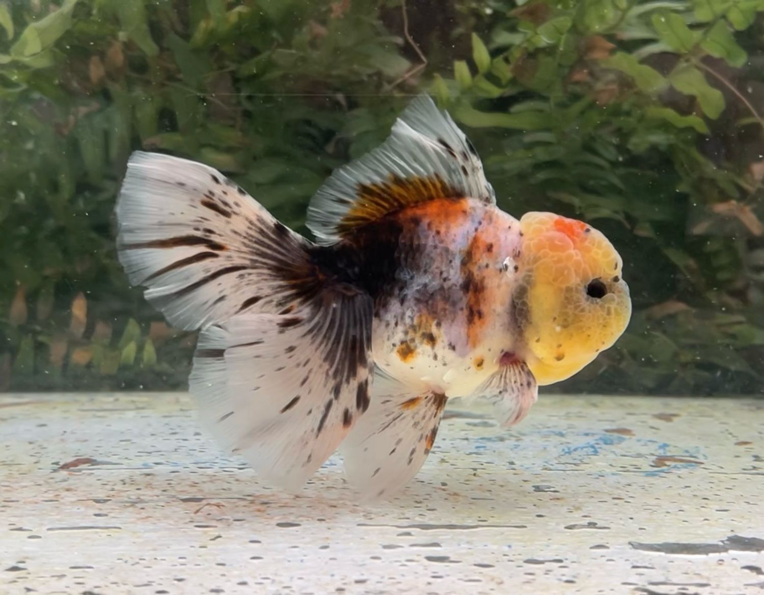 Calico Rosetail Oranda (M, 5”) - Free Shipping