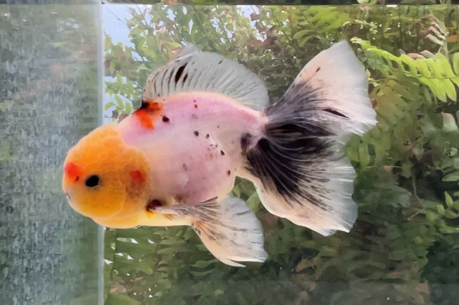 Tri-color Rosetail Oranda (M, 5.75”) - Free Shipping