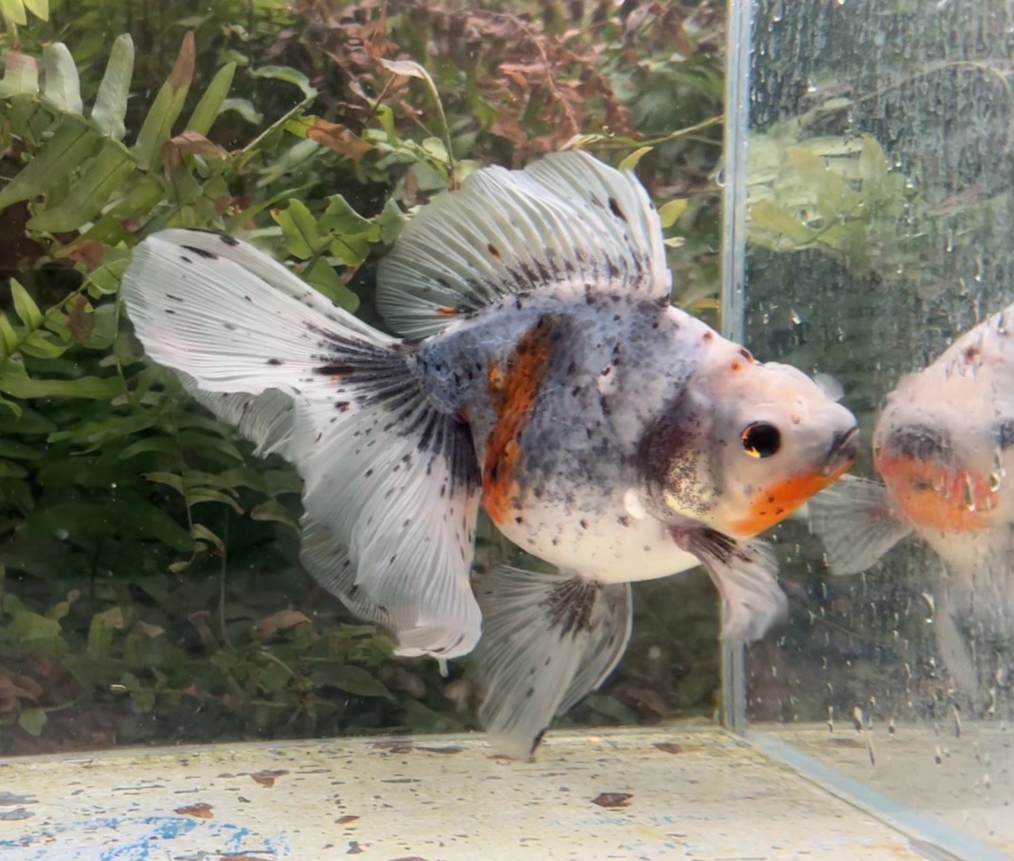 Blue Based Veiltail (F, 6.75”) - Free Shipping