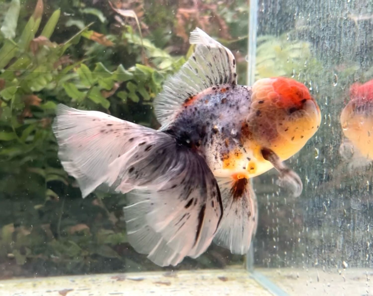 Calico Rosetail Oranda (M, 5.25”) - Free Shipping