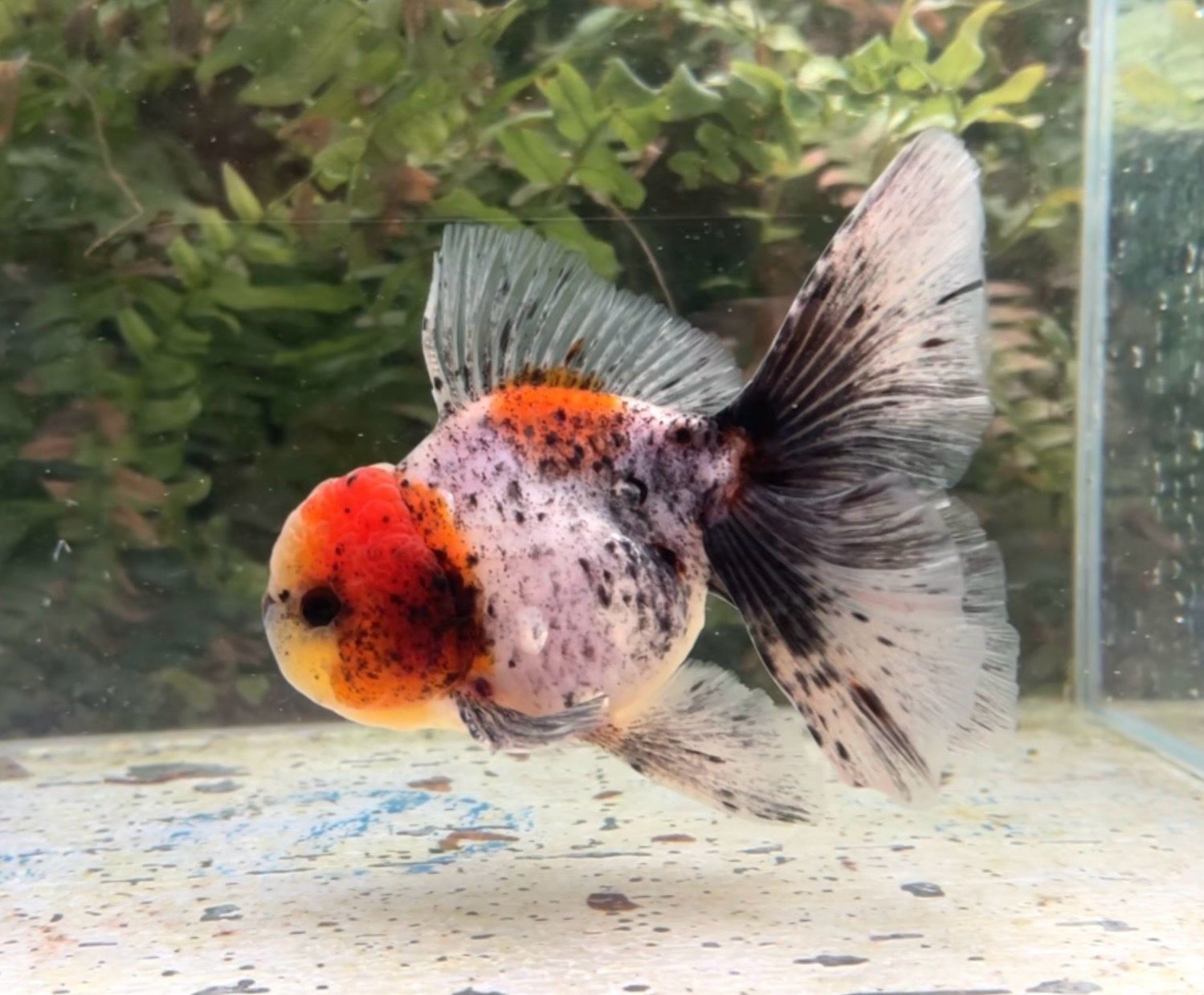 Calico Rosetail Oranda (M, 5.25”) - Free Shipping