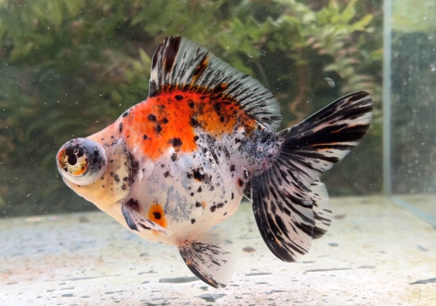 Calico Demekin (M, 5.5”) - Free Shipping