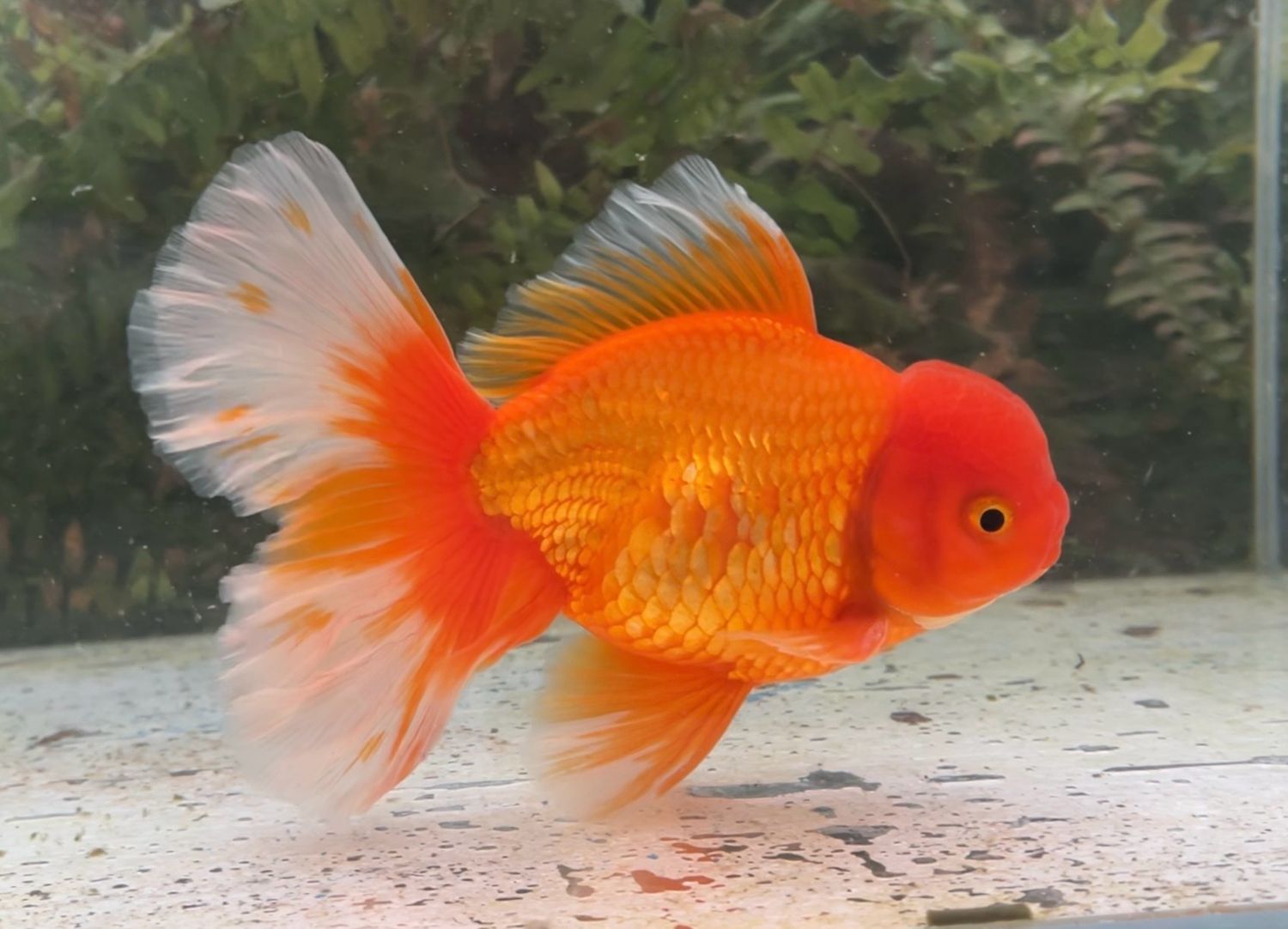Red Peonytail Oranda (M, 6”) - Free Shipping