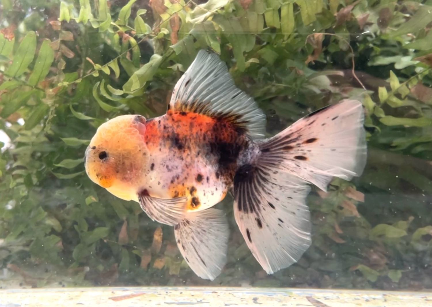 Calico Rosetail Oranda (M, 5.25”) - Free Shipping