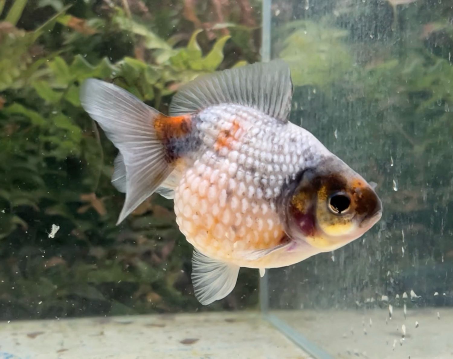 Calico Mousehead Pearlscale (F, 4”) - Free Shipping