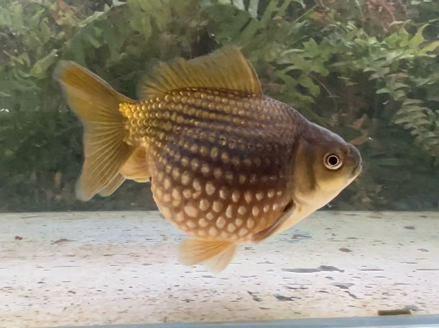 Bronze Mousehead Pearlscale (M, 5.5”) - Free Shipping