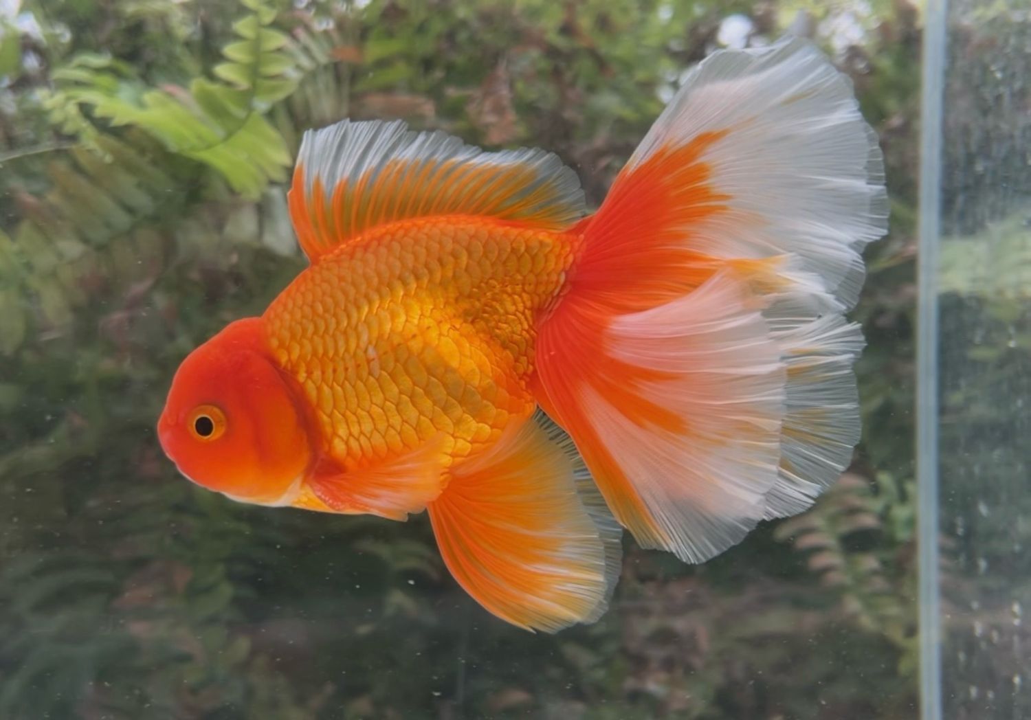 Red Peonytail Oranda (M, 5.75”) - Free Shipping