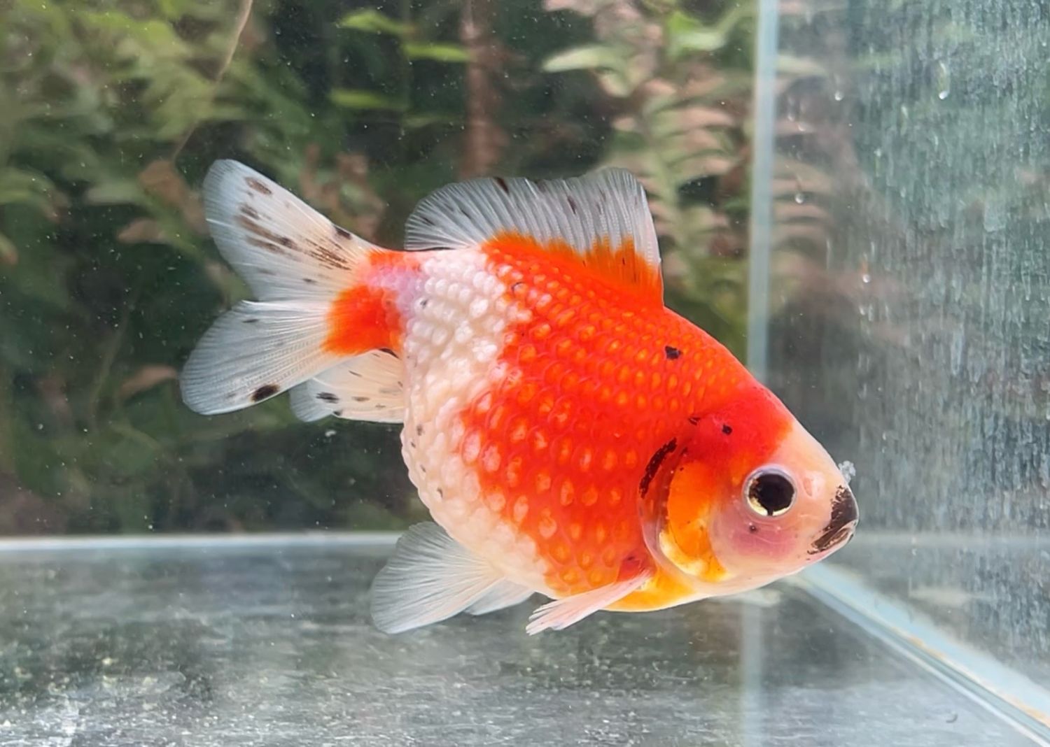 Red And White Mousehead Pearlscale (F, 3.75”) - Free Shipping